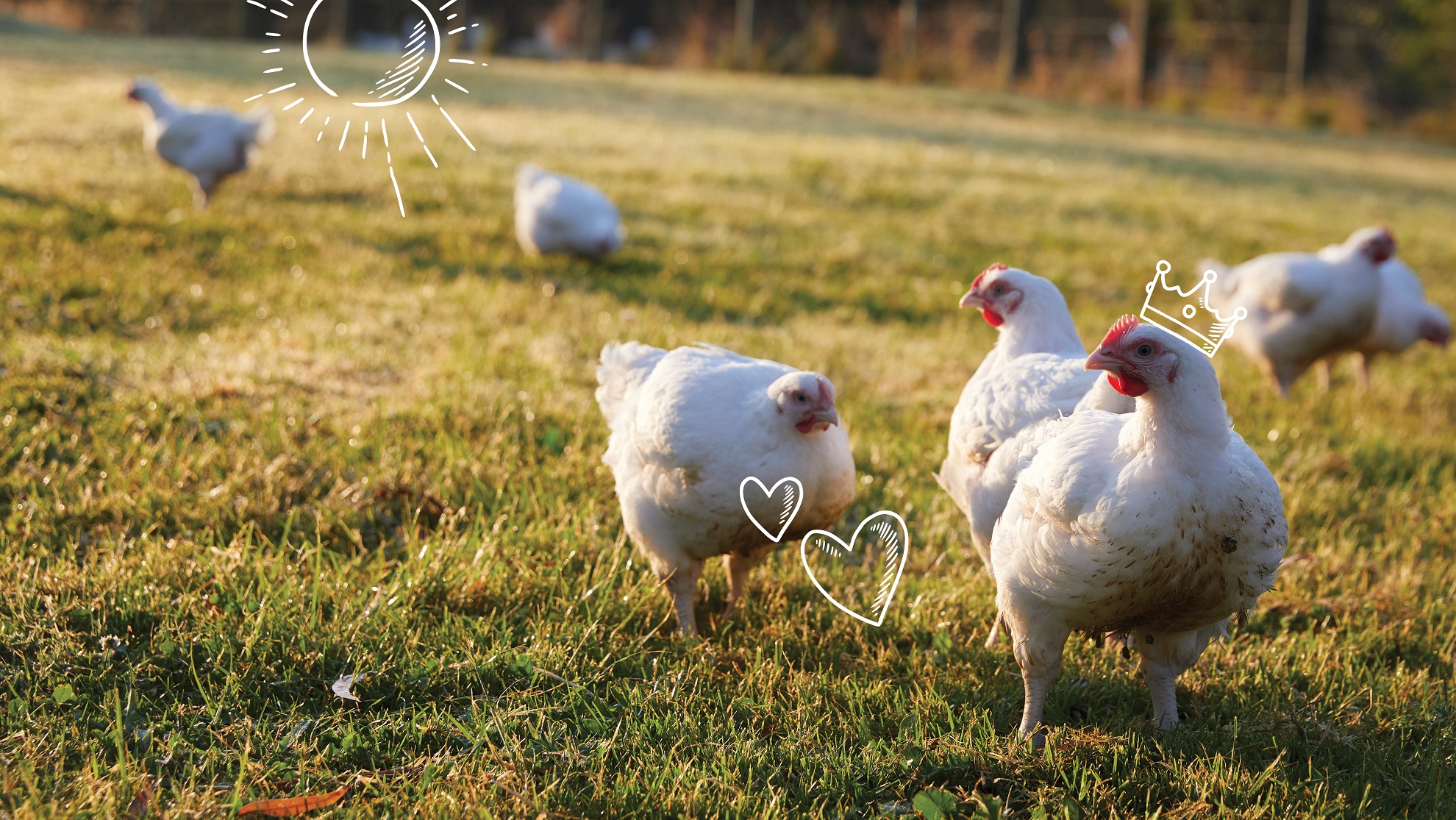 Ppoint_Chickens_V1