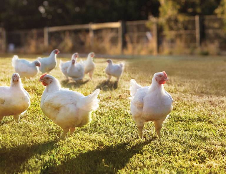 Poultry Free Ranging What Is Free Range Chicken? | Inghams Free-Range Farming